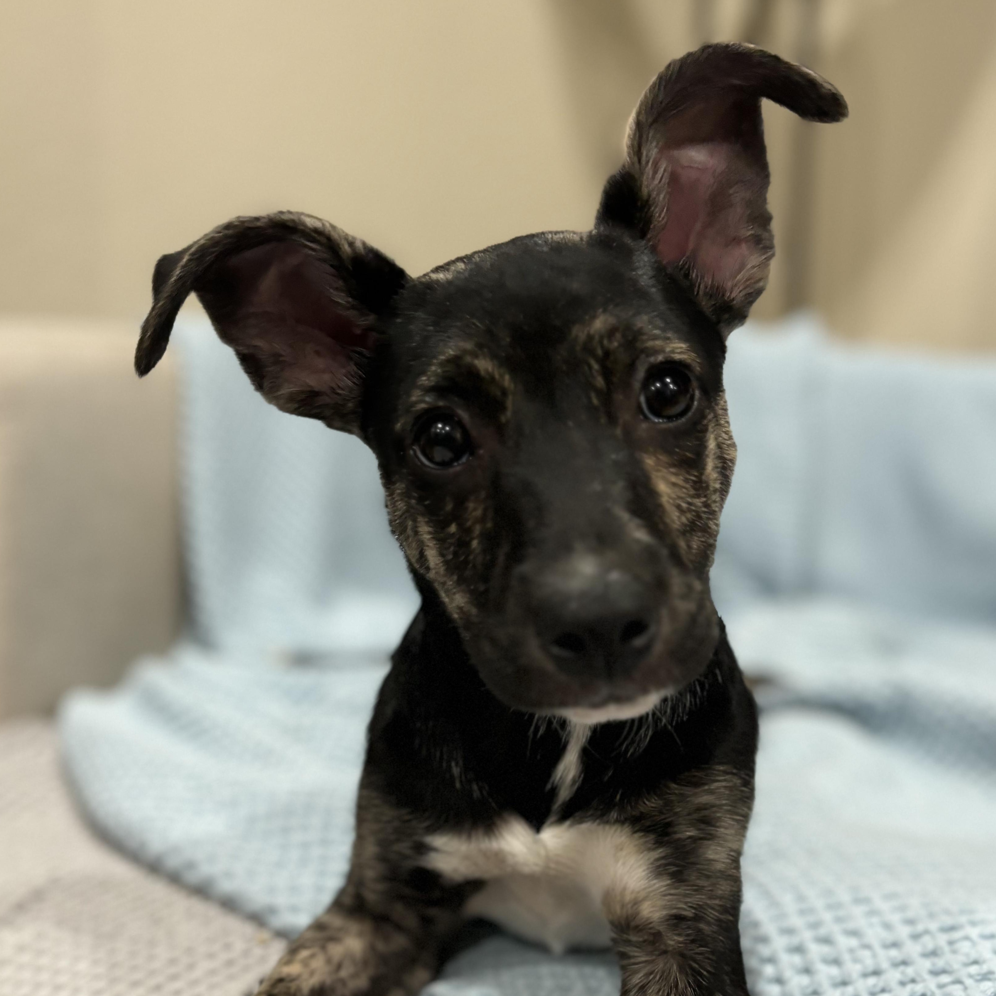 Enlarge Blue, an adoptable mixed breed in Westminster, CO image 5/5