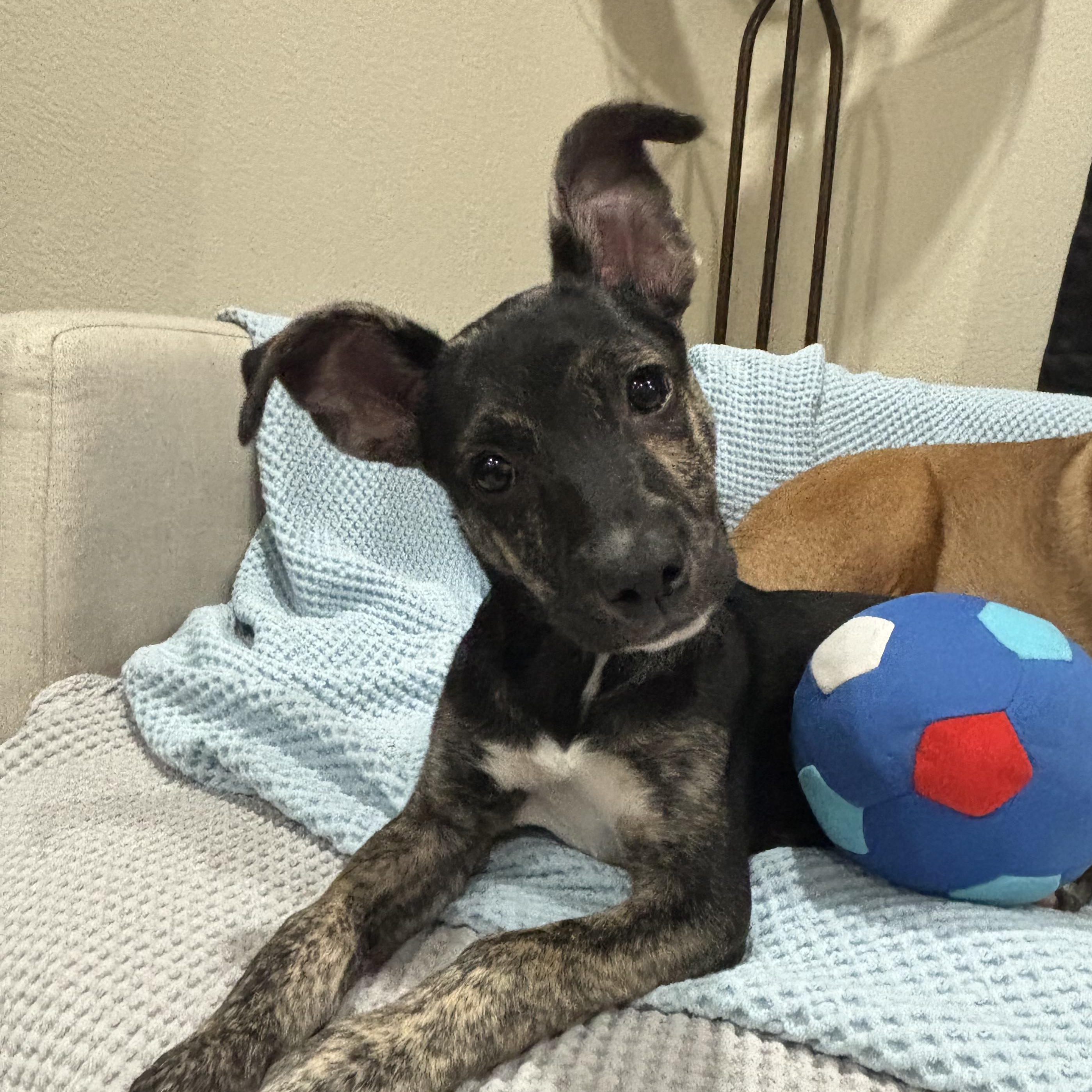 Enlarge Blue, an adoptable mixed breed in Westminster, CO image 4/5
