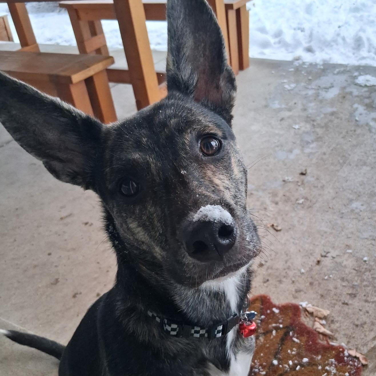 Enlarge Blue, an adoptable mixed breed in Westminster, CO image 1/5