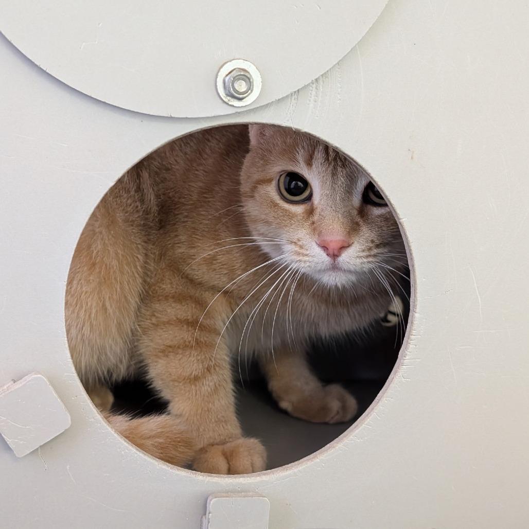 Enlarge Clarissa, a Adoptable Domestic Short Hair in Waynesboro, PA image 1/1