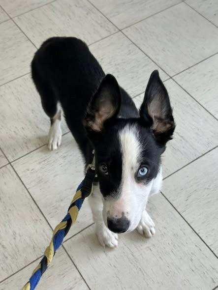 Enlarge Flint - adopted!, an adopted mixed breed in Minneapolis, MN image 1/1