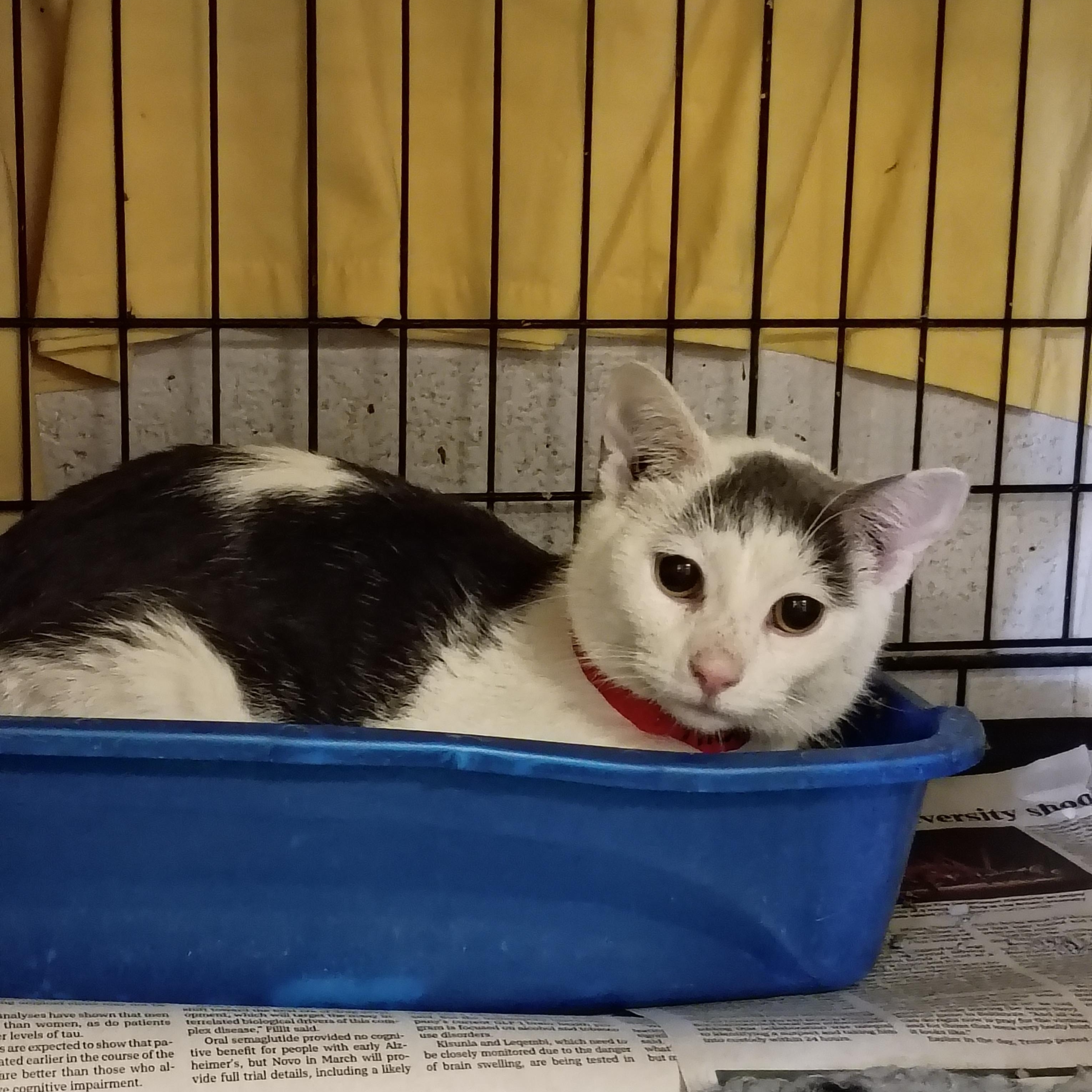 Enlarge Ricky, an adoptable Domestic Short Hair in Muncie, IN image 1/1