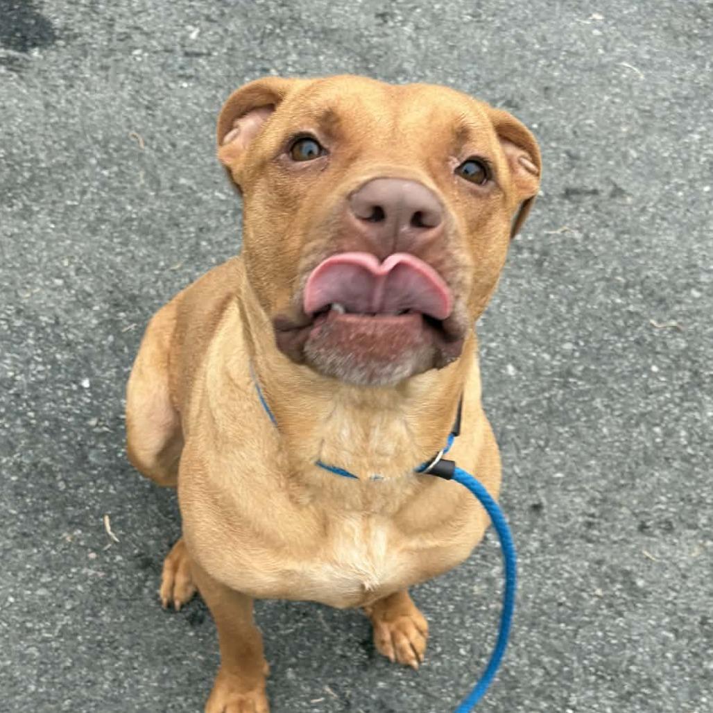 Enlarge Blu, a Adoptable mixed breed in Concord, NC image 2/6