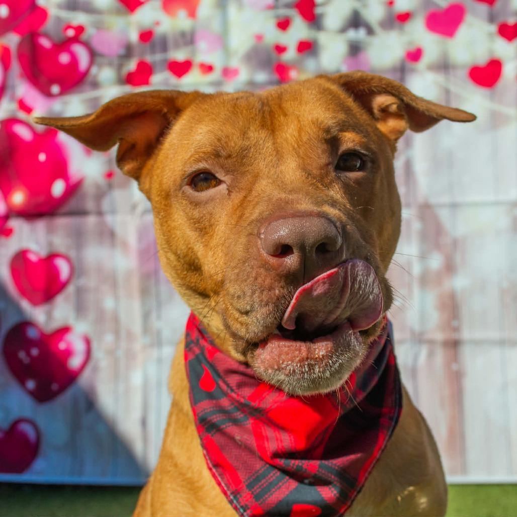 Enlarge Blu, a Adoptable mixed breed in Concord, NC image 3/6