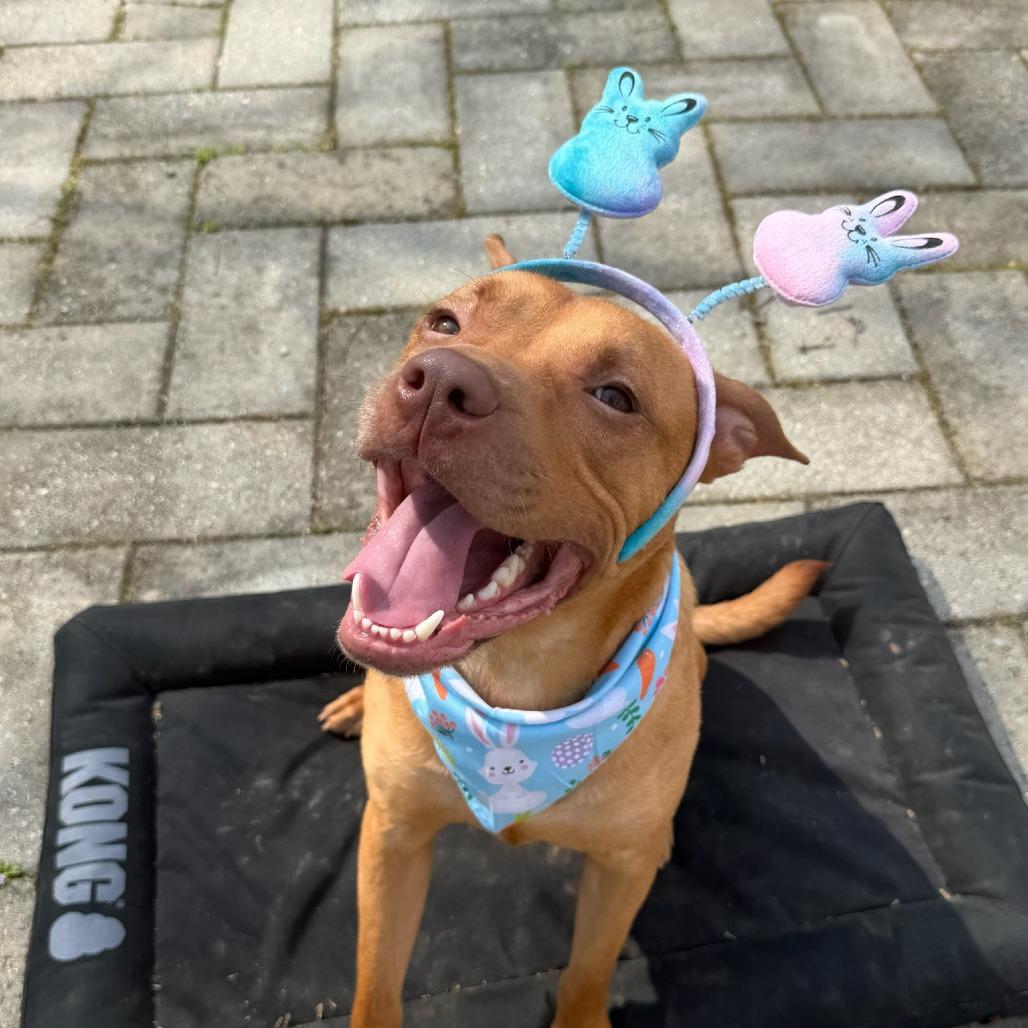 Enlarge Blu, a Adoptable mixed breed in Concord, NC image 3/6