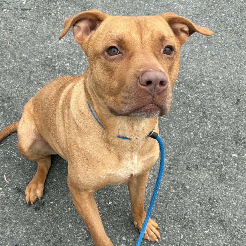 Enlarge Blu, a Adoptable mixed breed in Concord, NC image 3/6