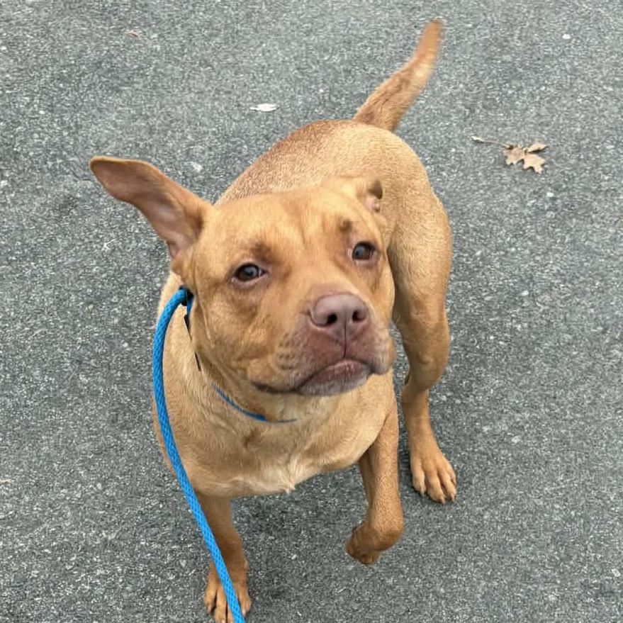 Enlarge Blu, a Adoptable mixed breed in Concord, NC image 4/6