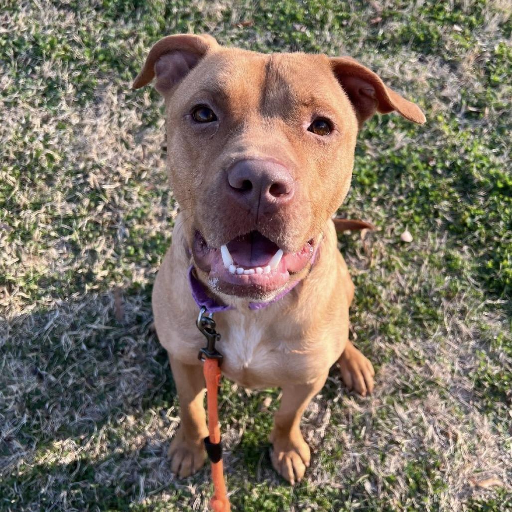 Enlarge Blu, a Adoptable mixed breed in Concord, NC image 5/6