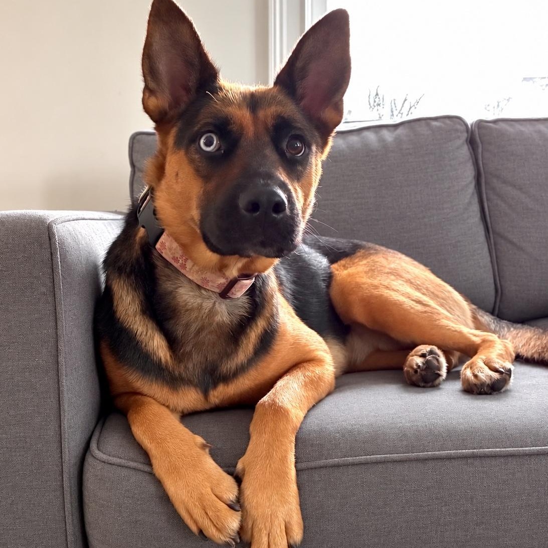 Heilei, Adoptable, Young Female German Shepherd Dog & Beagle.