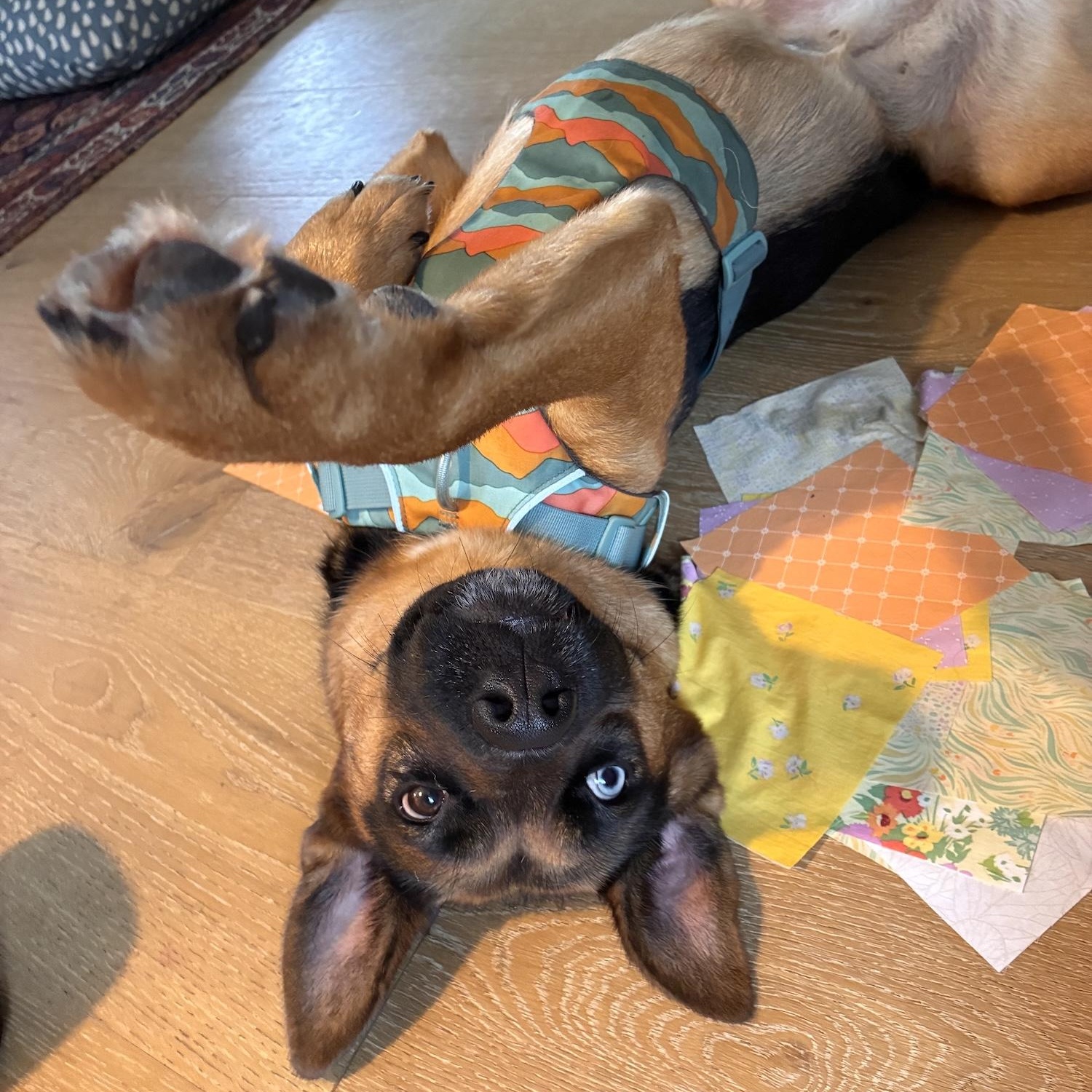 Enlarge Heilei, a Adoptable mixed breed in Morristown, NJ image 2/6