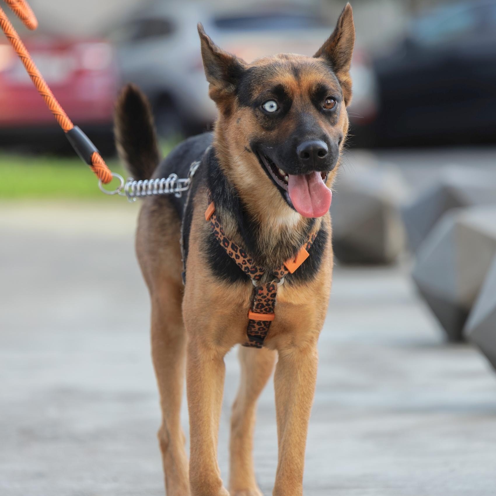 Enlarge Heilei, a Adoptable mixed breed in Morristown, NJ image 4/6
