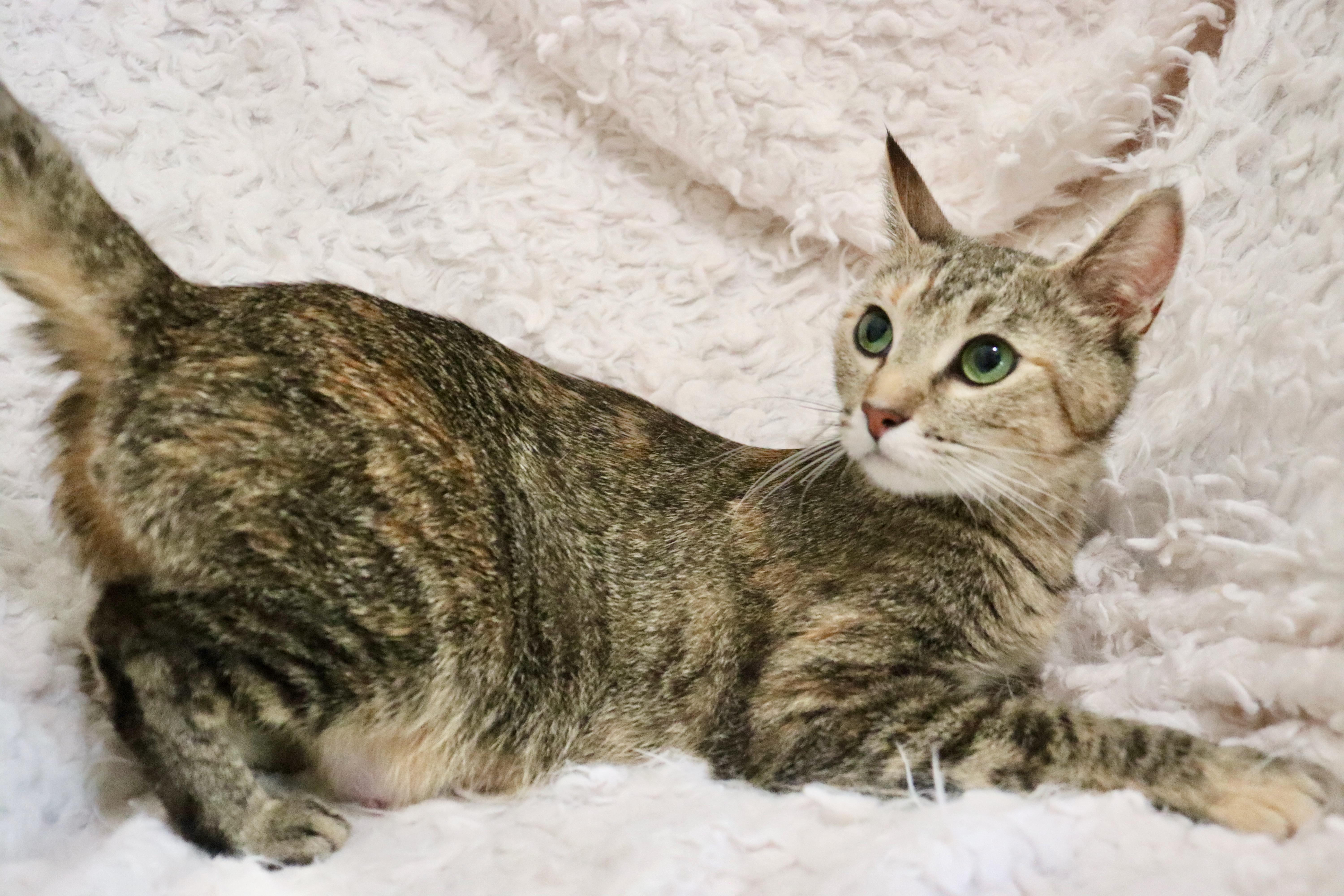 Mamma Michelle thumbnail 2