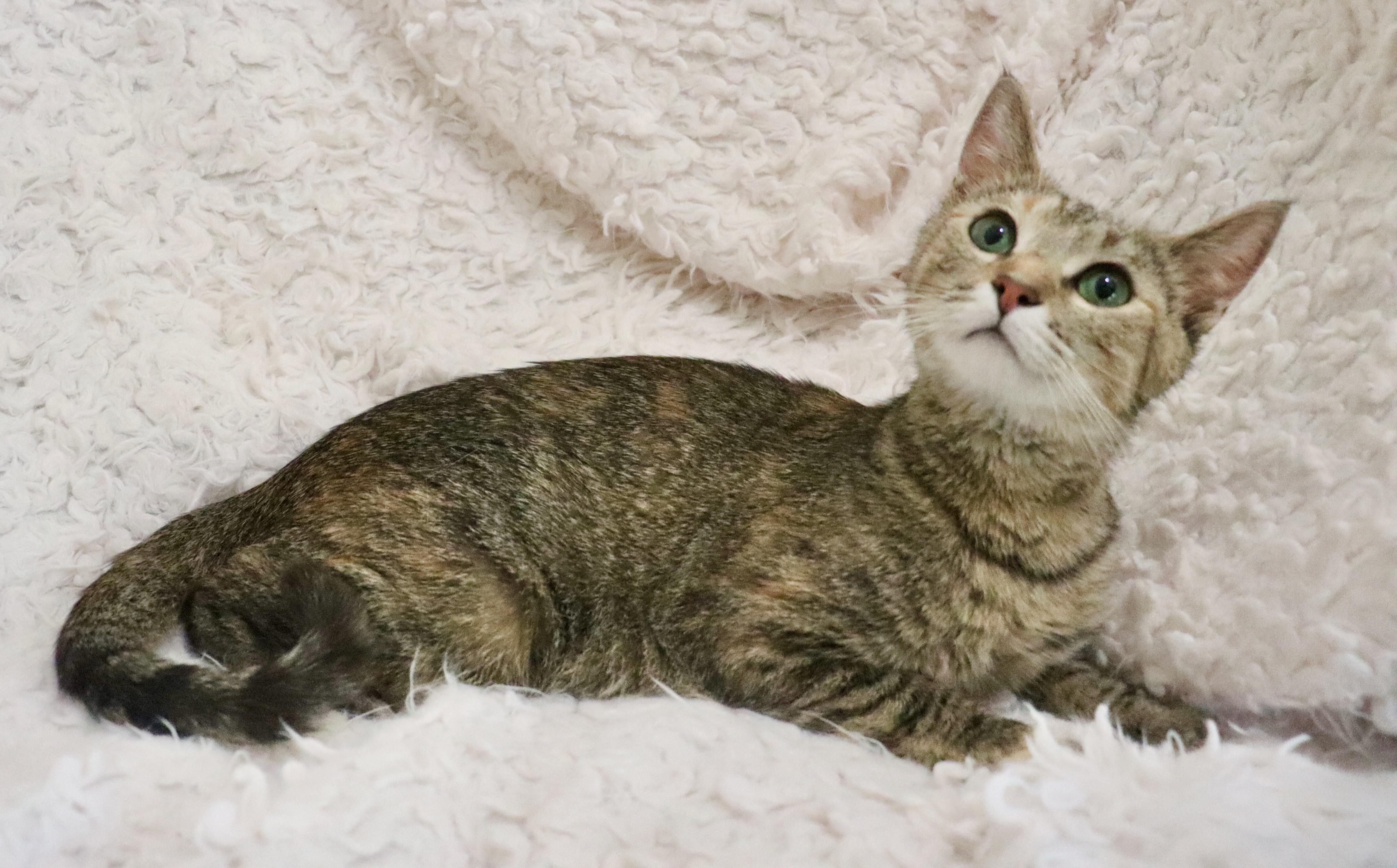 Mamma Michelle thumbnail 3