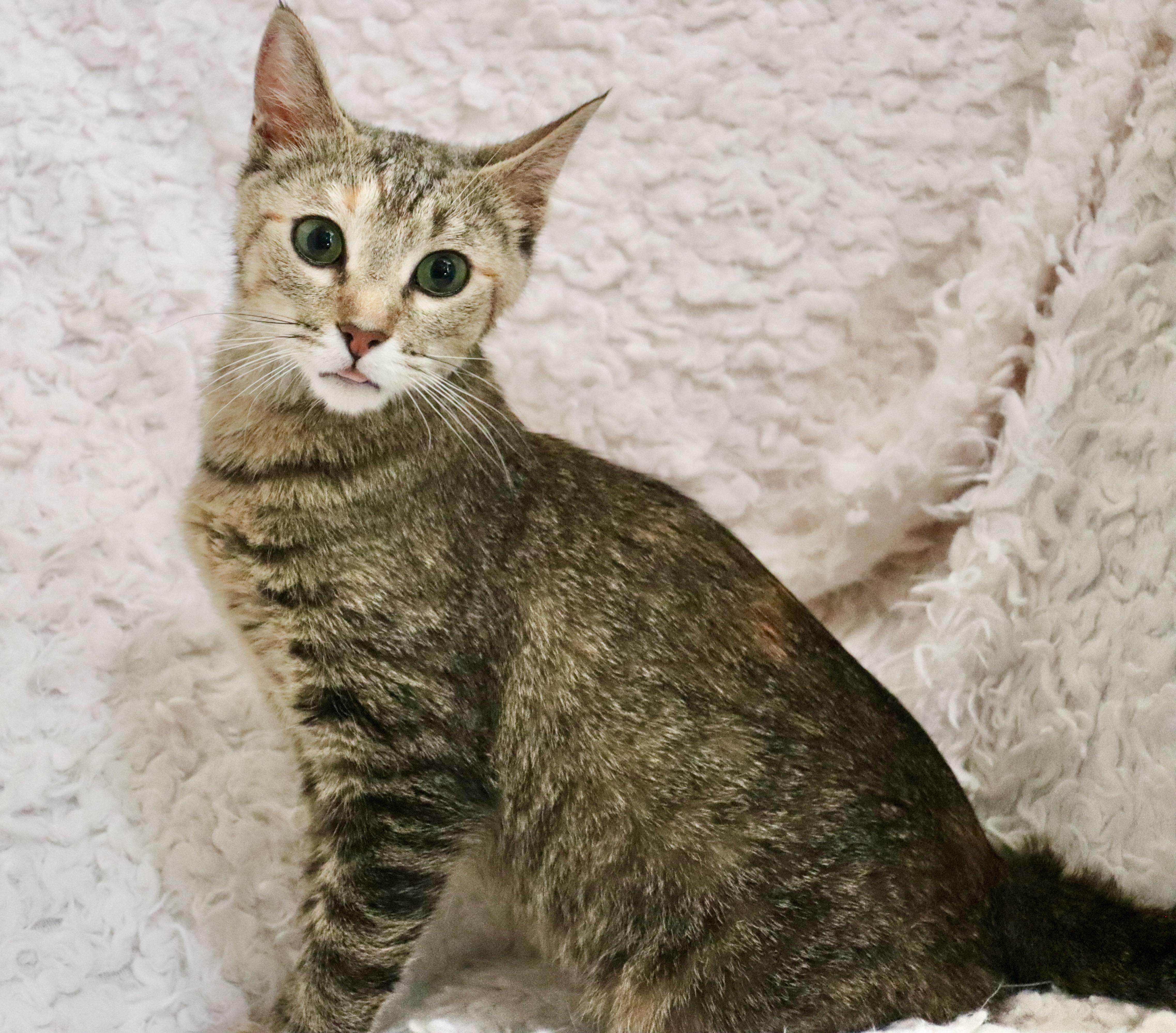 Mamma Michelle thumbnail 4