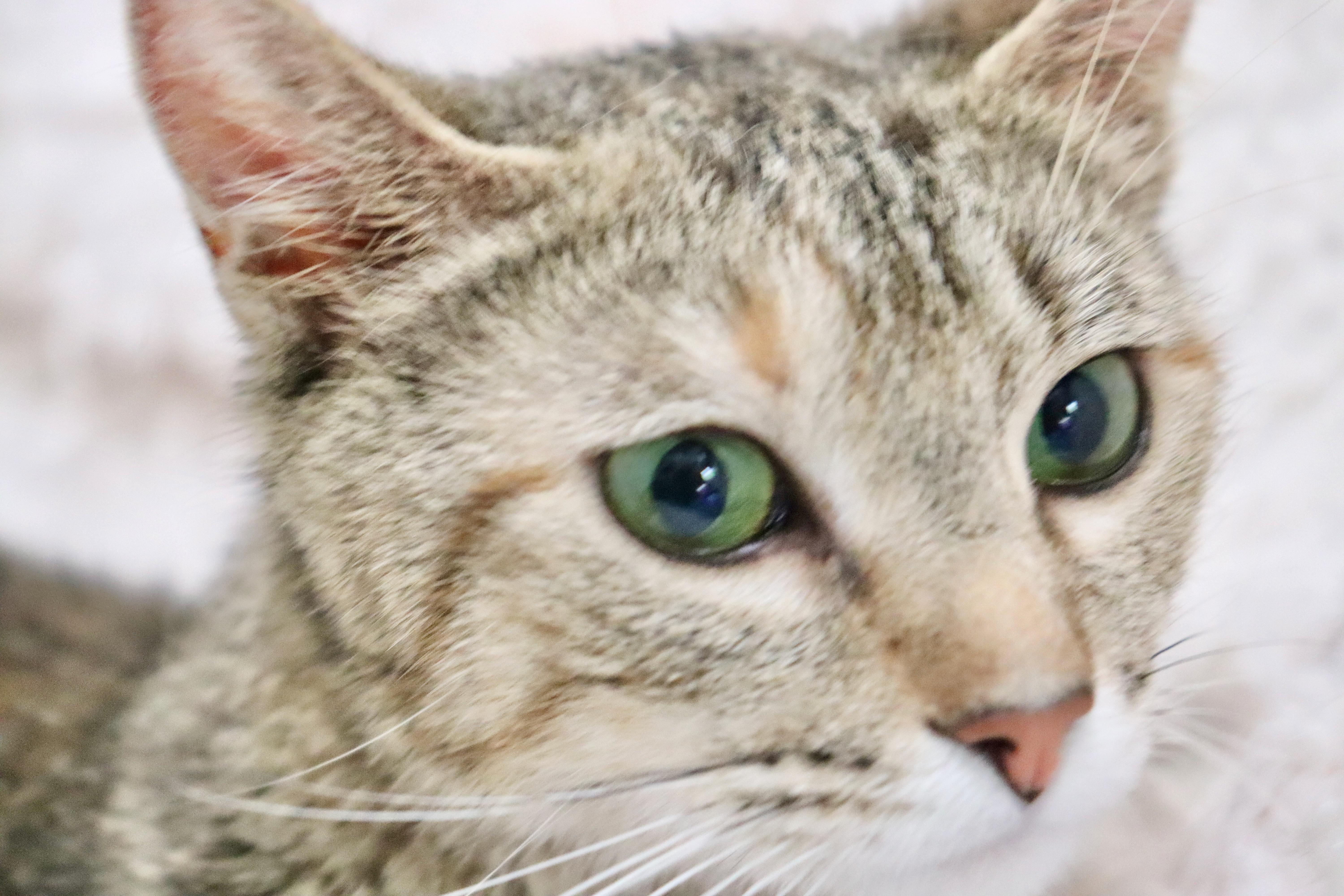 Mamma Michelle thumbnail 5