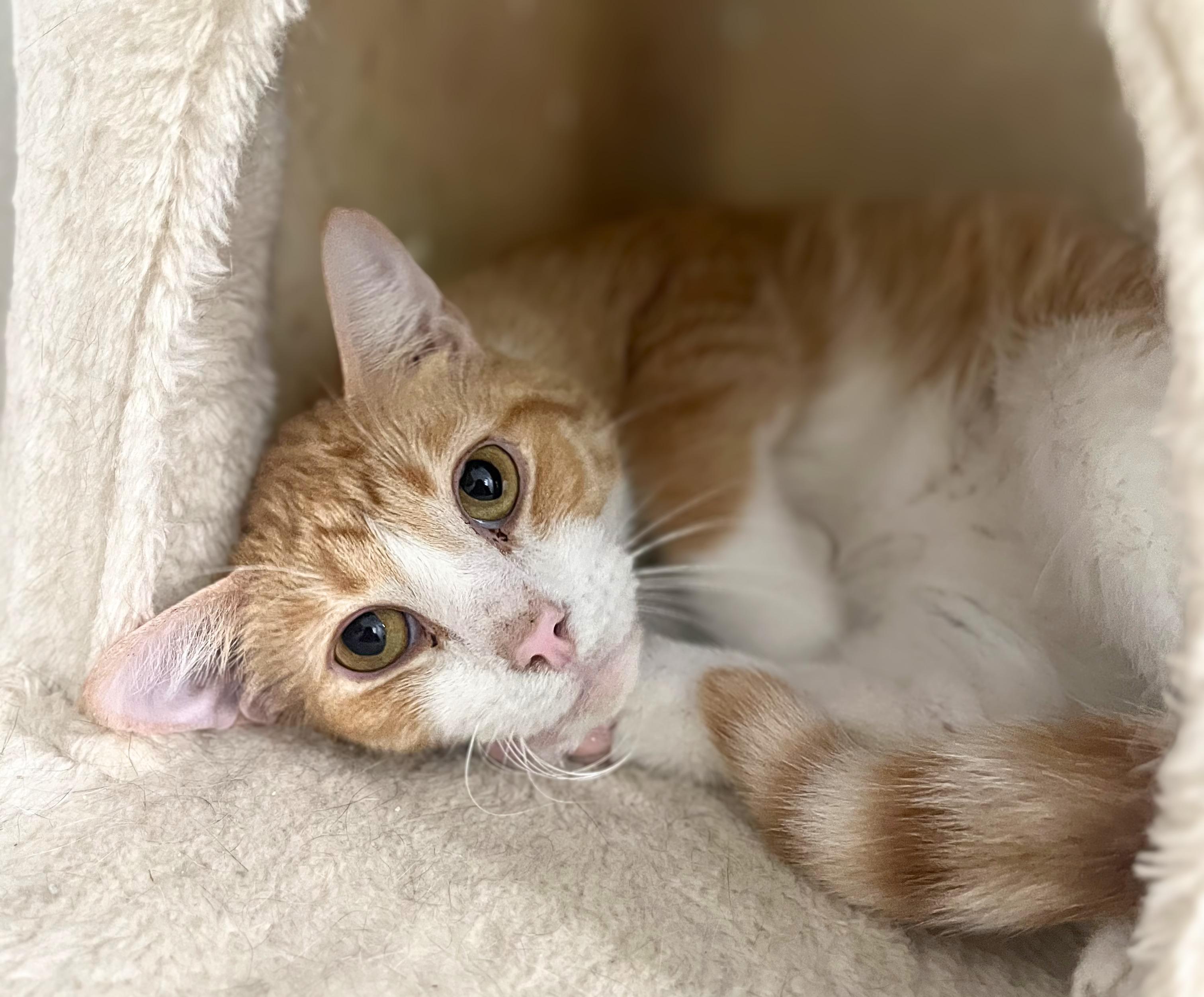 Peter, adoptable, Adult Male Domestic Short Hair.