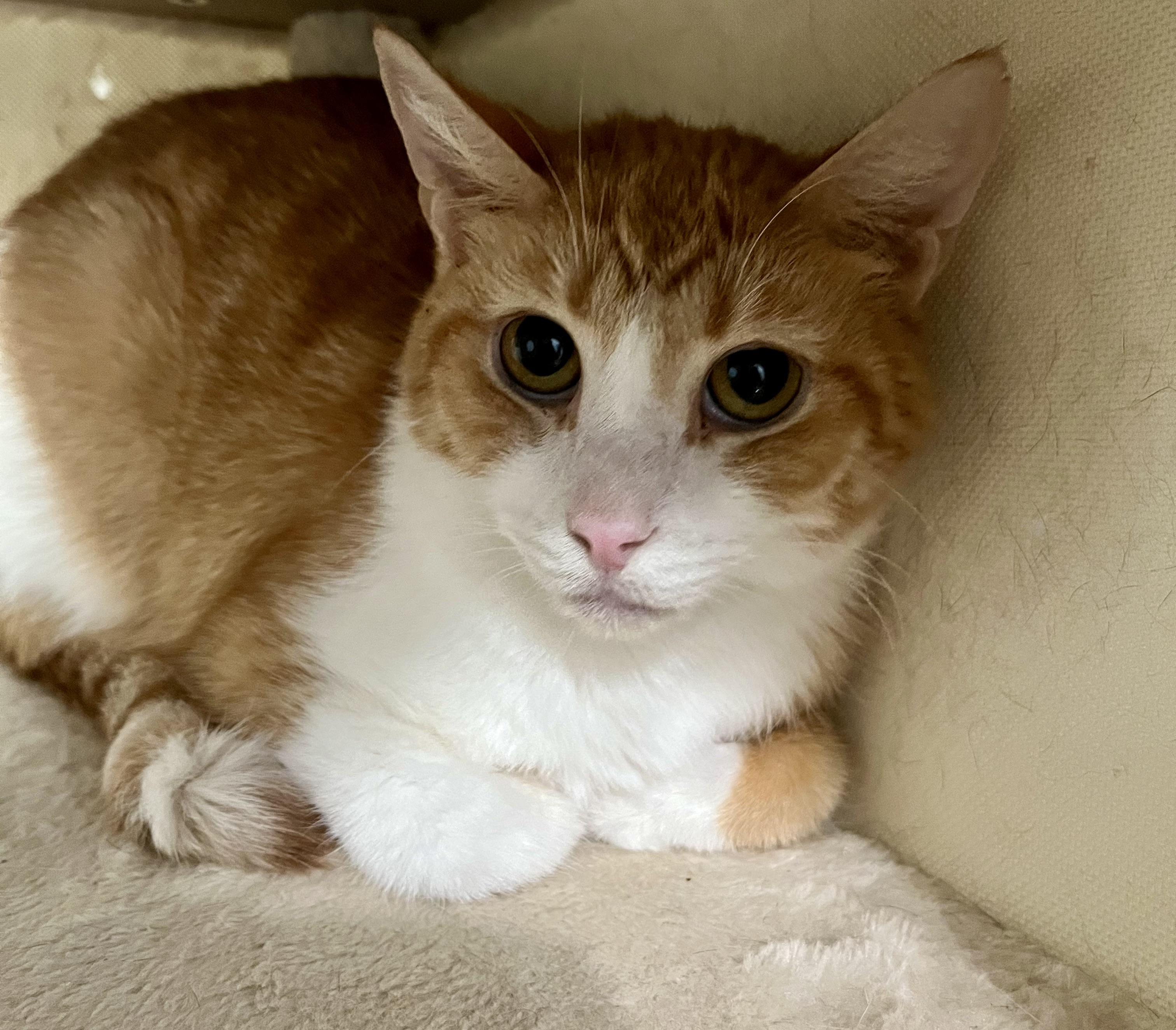 Enlarge Peter, an adoptable Domestic Short Hair in Seville, OH image 2/2