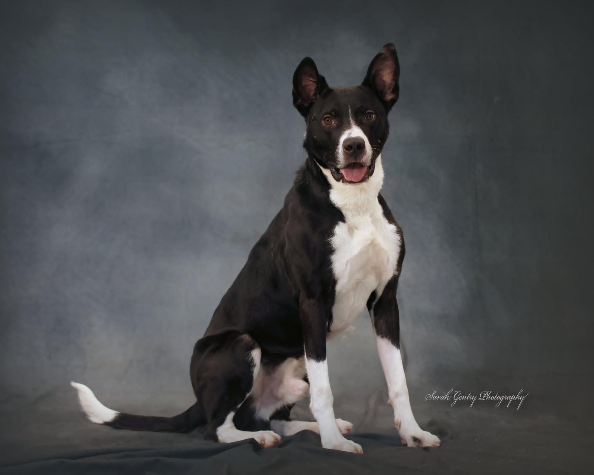 Enlarge Otis, an adopted mixed breed in Ashland, OH image 2/2