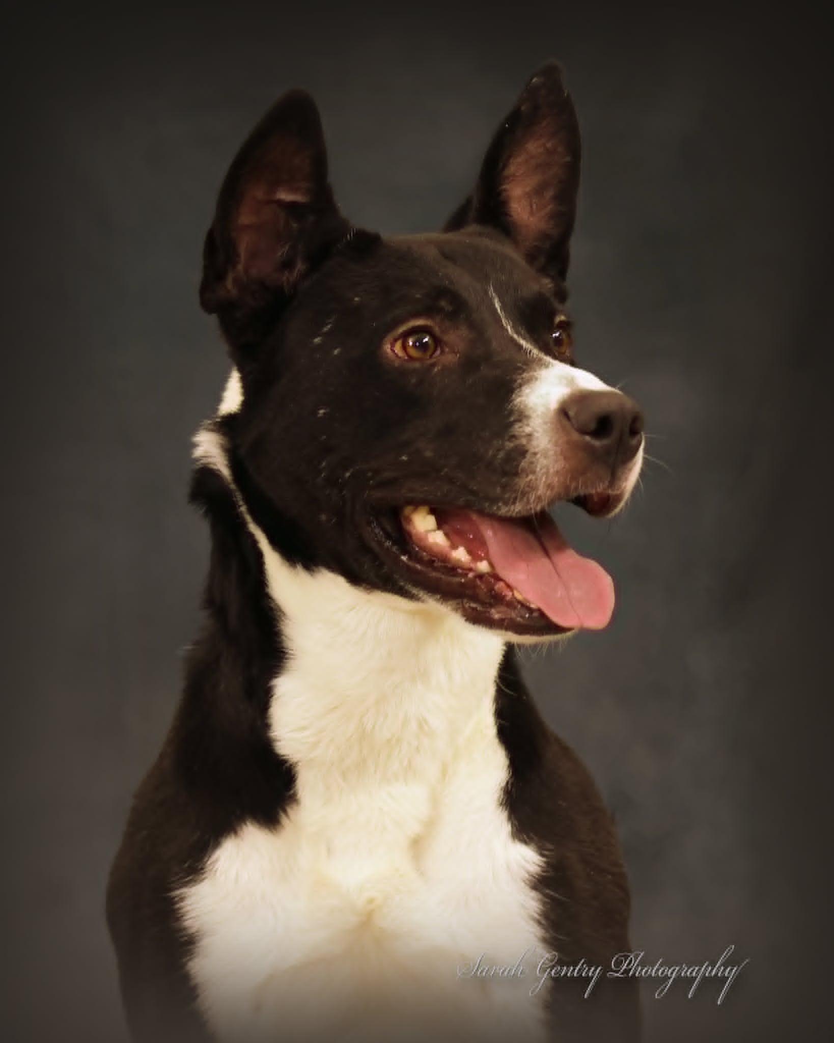 Enlarge Otis, an adopted mixed breed in Ashland, OH image 1/2