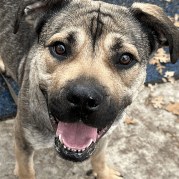 SweetPea, a Adopted mixed breed in Concord, CA image 1/6