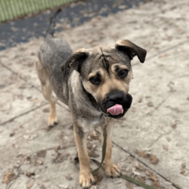 SweetPea, a Adopted mixed breed in Concord, CA image 2/6