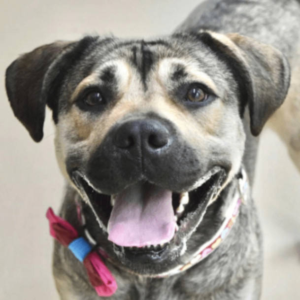 SweetPea, a Adopted mixed breed in Concord, CA image 3/6