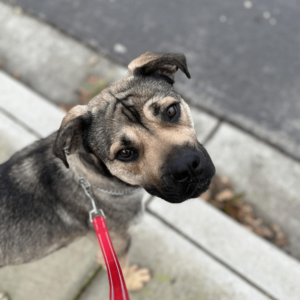 SweetPea, a Adopted mixed breed in Concord, CA image 4/6