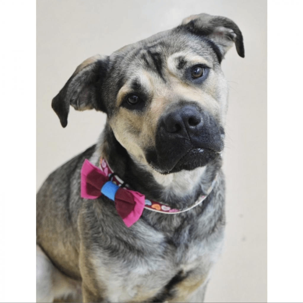 SweetPea, a Adopted mixed breed in Concord, CA image 5/6