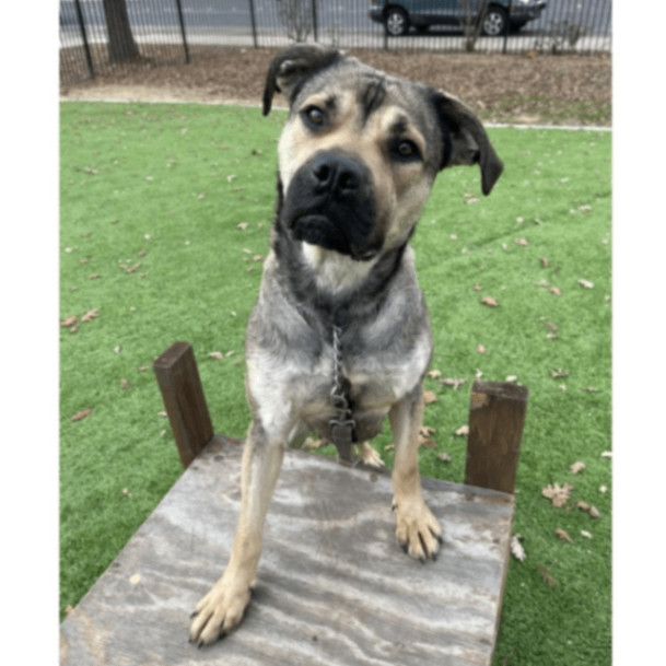 SweetPea, a Adopted mixed breed in Concord, CA image 6/6