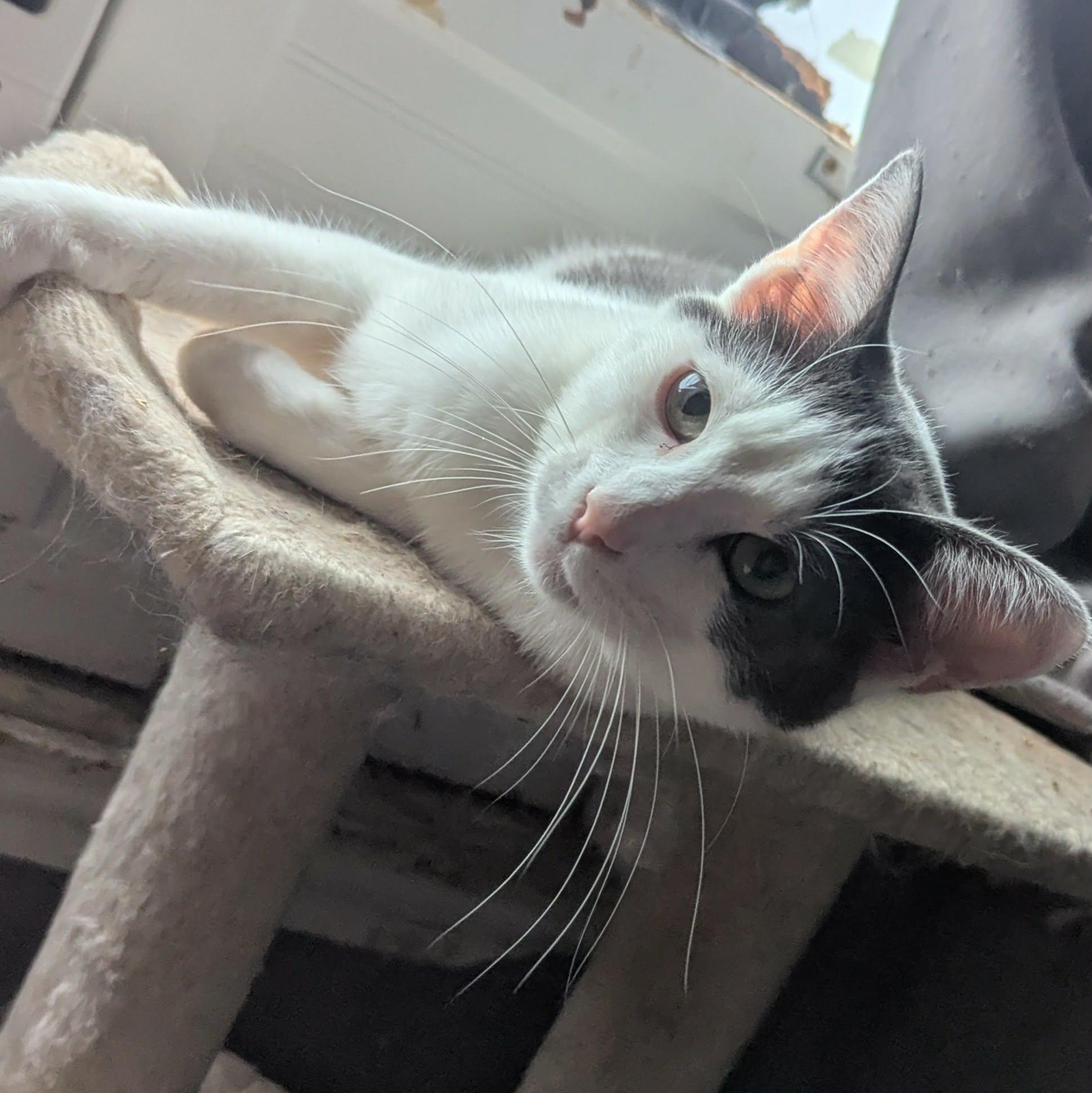 Enlarge KOI, a ADOPTABLE Domestic Short Hair in ROWLETT, TX image 1/6