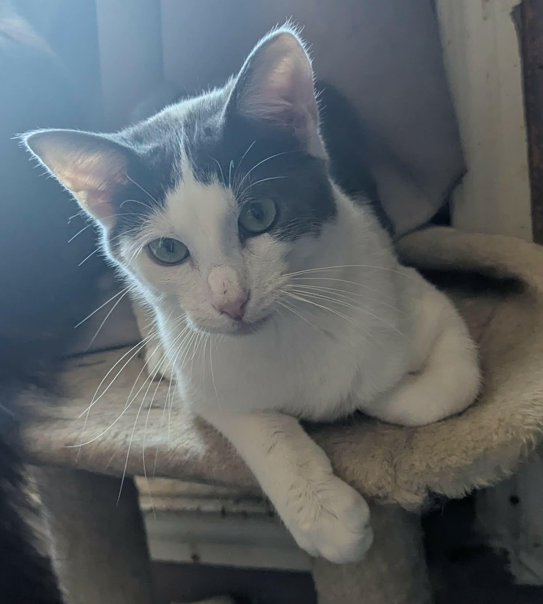 Enlarge KOI, a ADOPTABLE Domestic Short Hair in ROWLETT, TX image 2/6