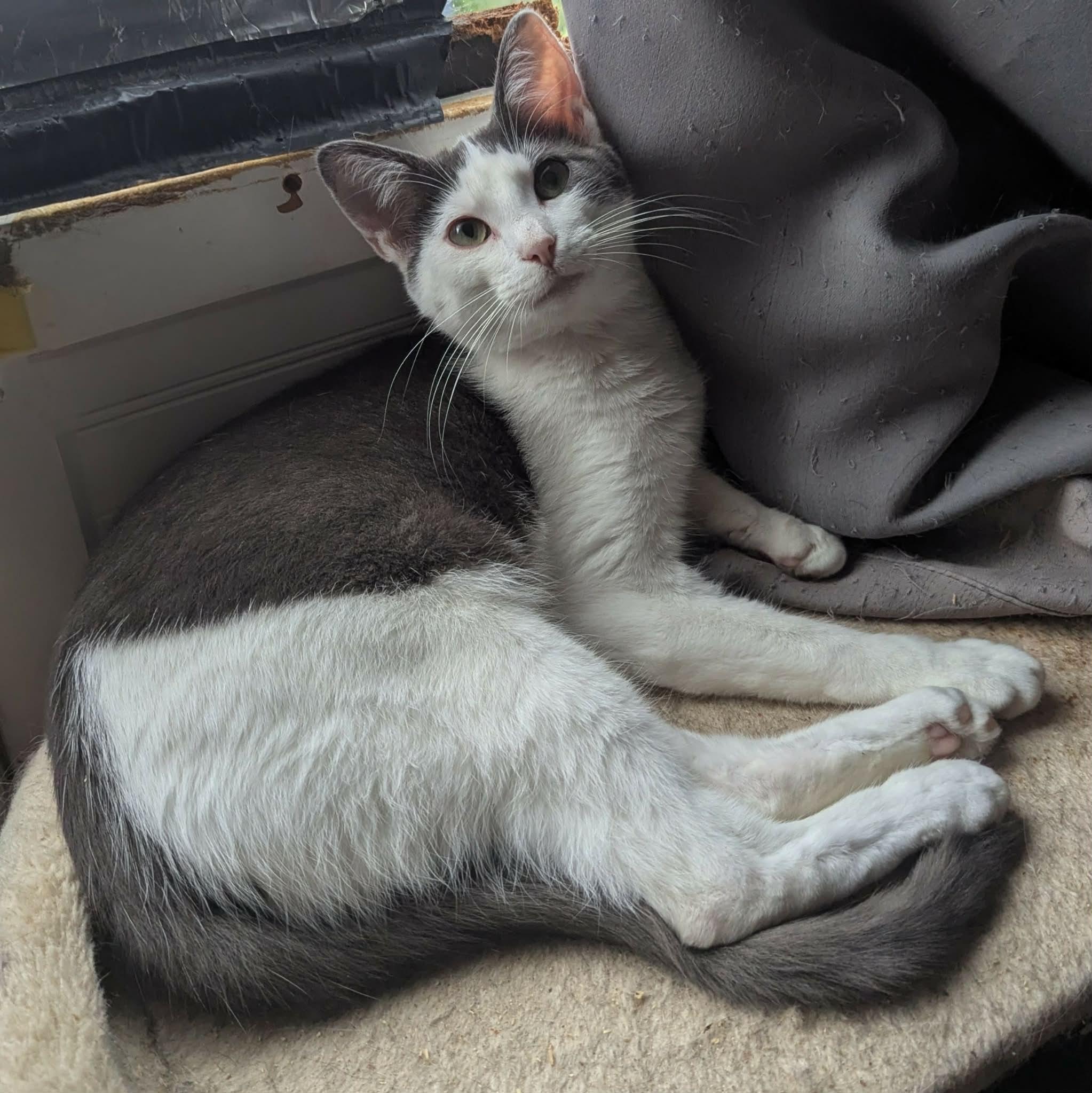 Enlarge KOI, a ADOPTABLE Domestic Short Hair in ROWLETT, TX image 3/6