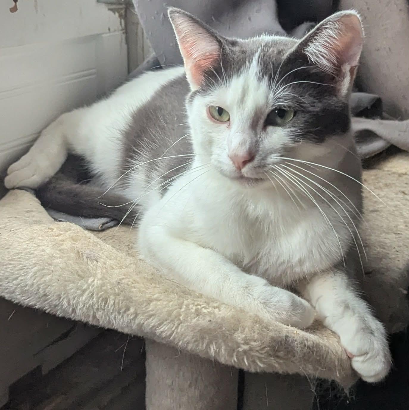 Enlarge KOI, a ADOPTABLE Domestic Short Hair in ROWLETT, TX image 4/6