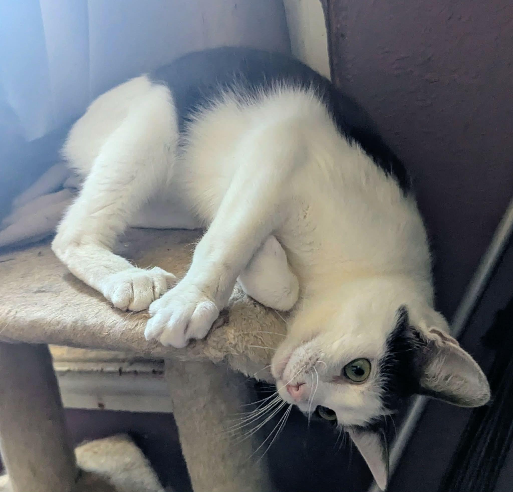 Enlarge KOI, a ADOPTABLE Domestic Short Hair in ROWLETT, TX image 5/6