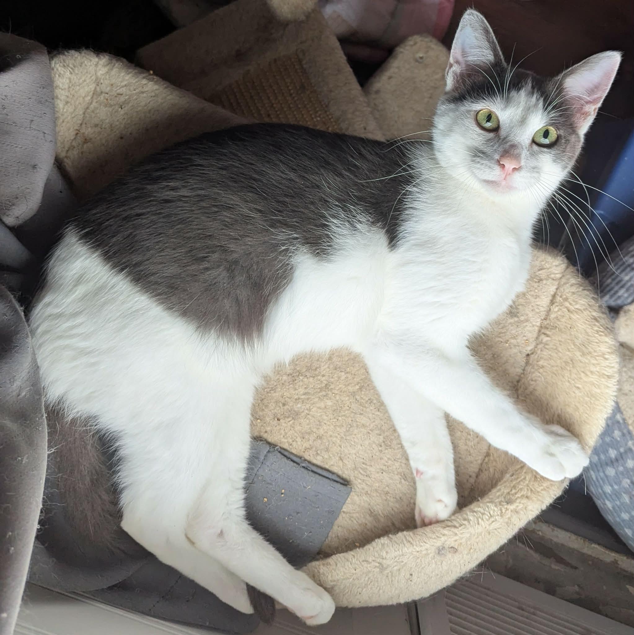 Enlarge KOI, a ADOPTABLE Domestic Short Hair in ROWLETT, TX image 6/6