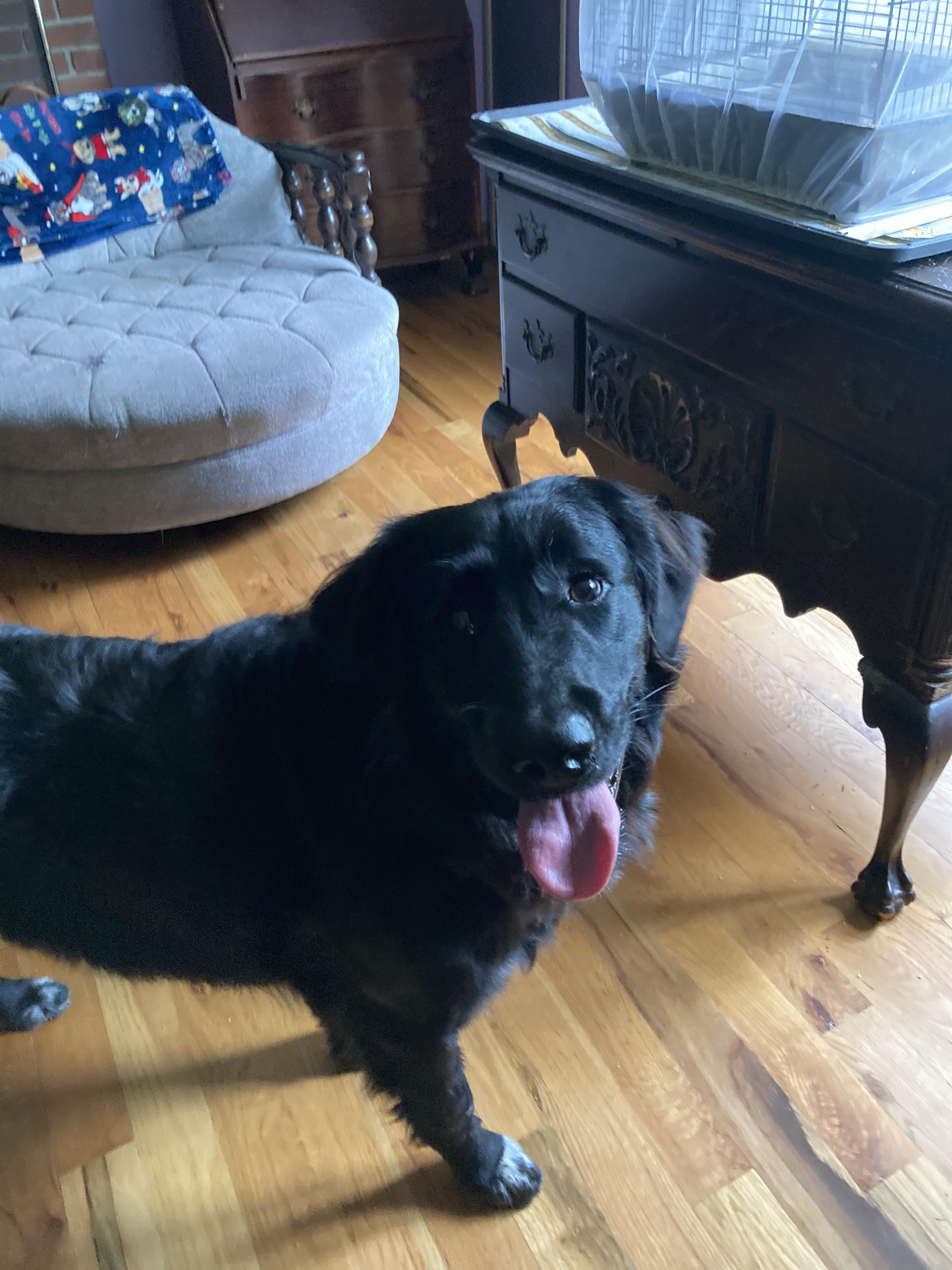 Willoughby, adopted, Adult Male Golden Retriever.
