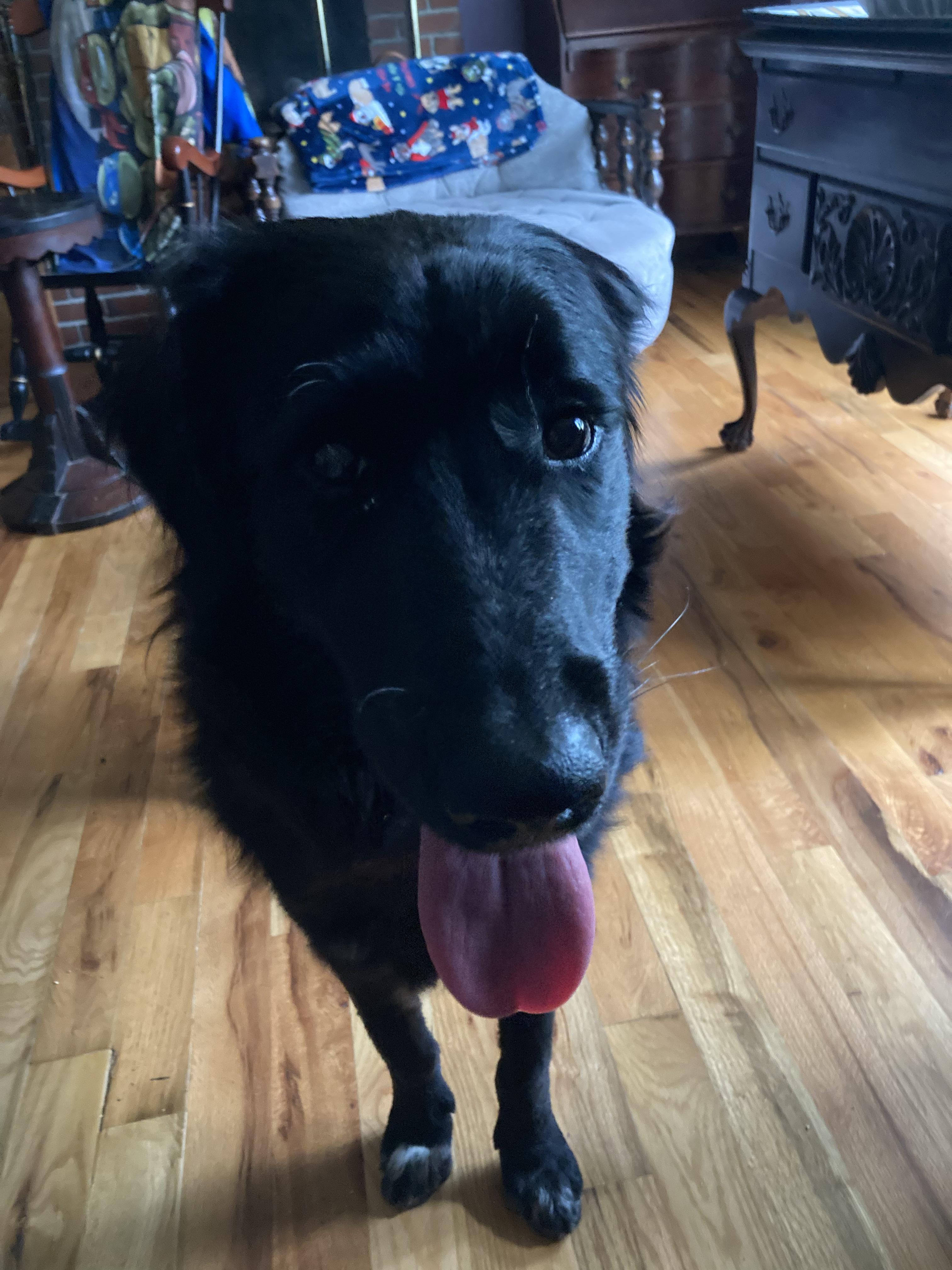 Willoughby, an adopted mixed breed in Portland, ME image 3/4
