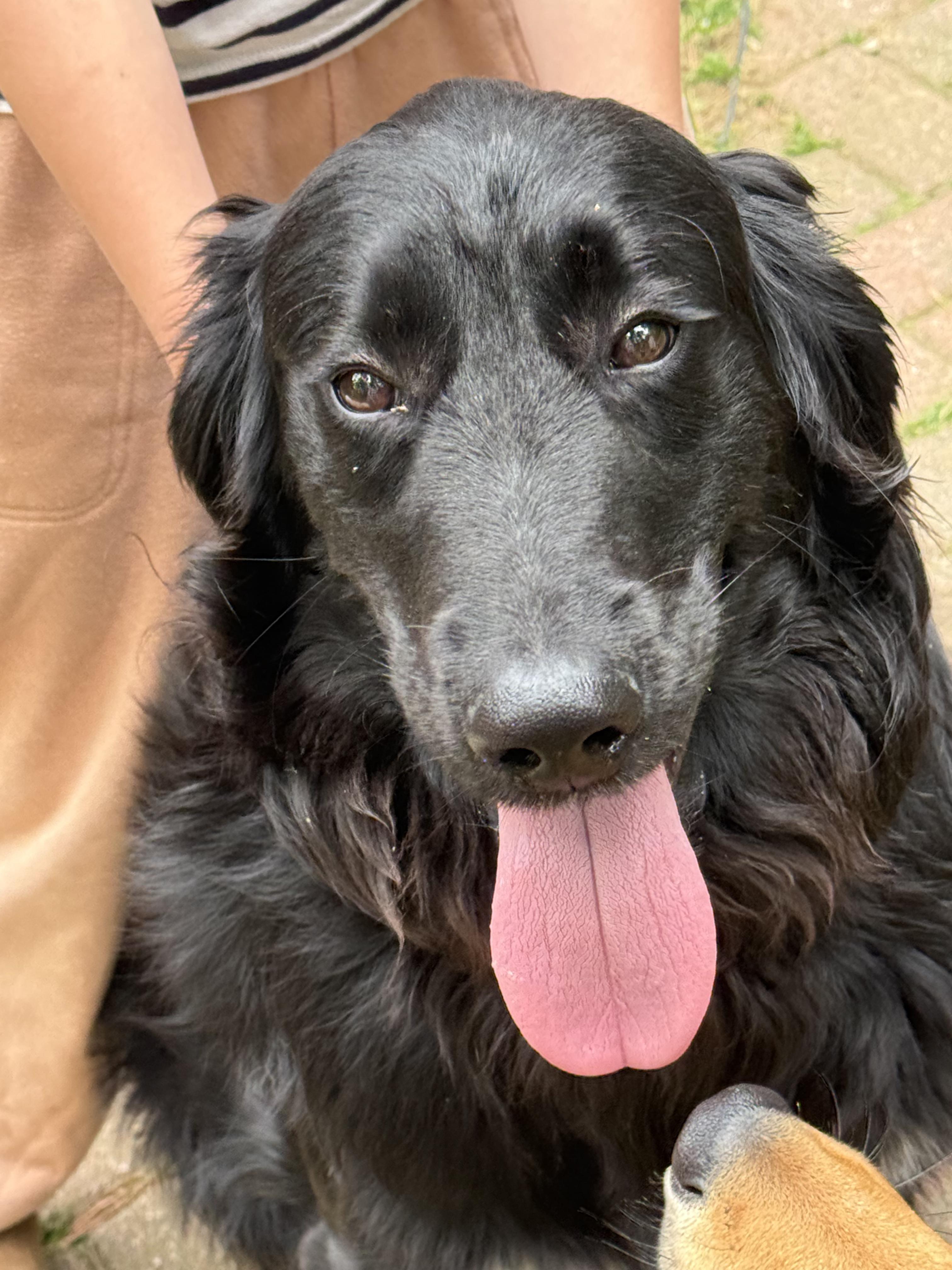 Willoughby, an adopted mixed breed in Portland, ME image 4/4