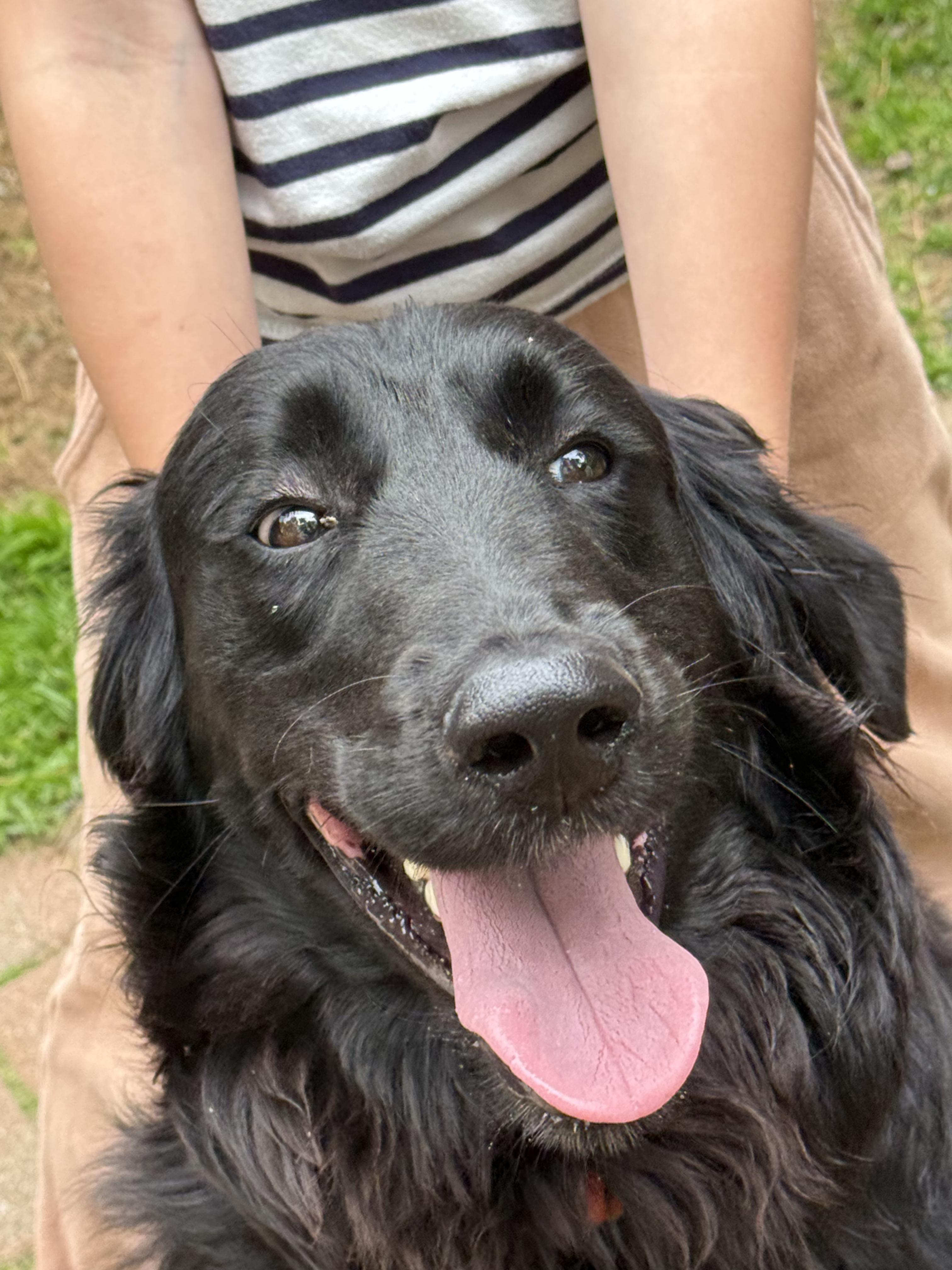 Willoughby, an adopted mixed breed in Portland, ME image 2/4