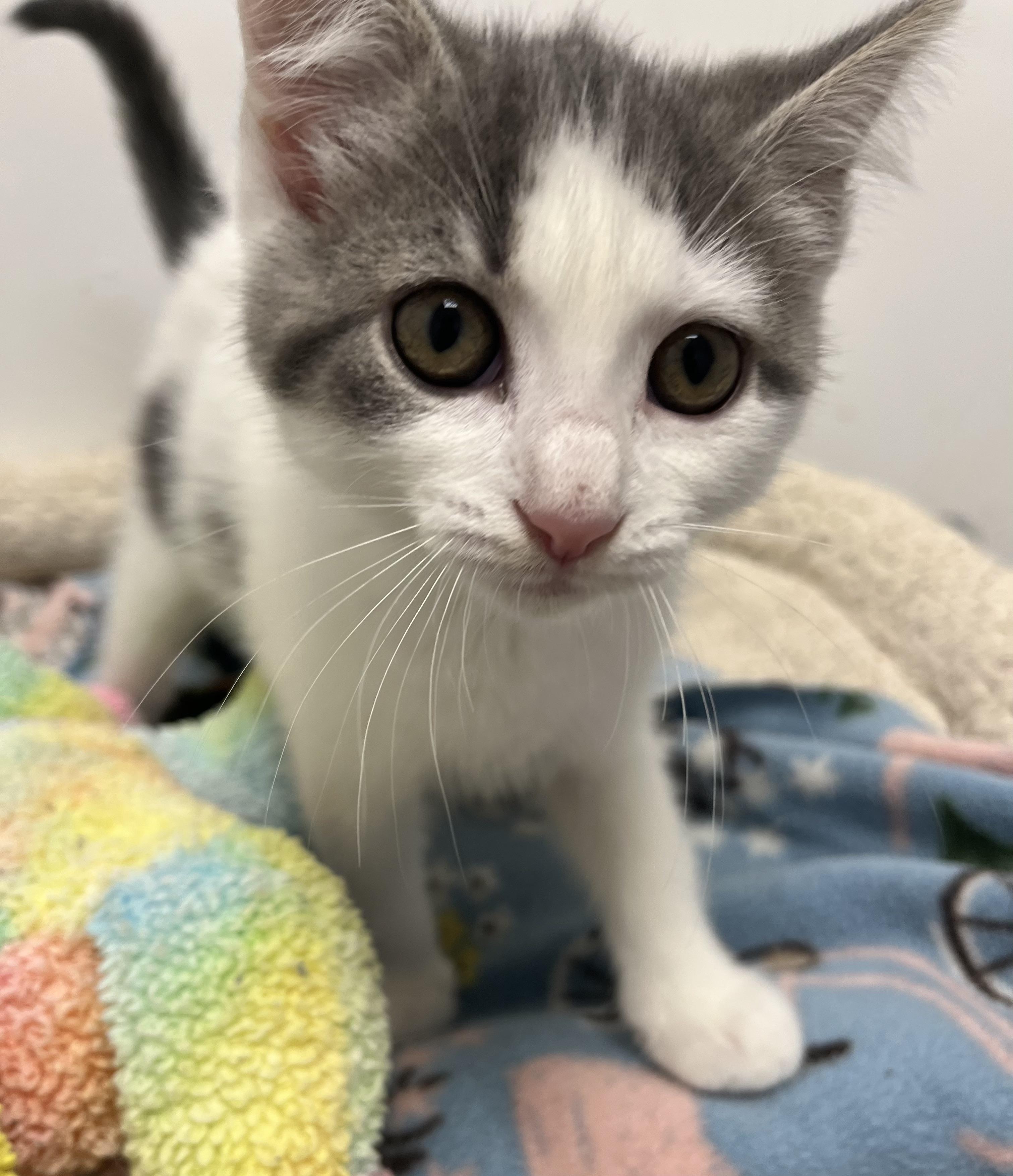Ladybug, Baby Female Domestic Short Hair