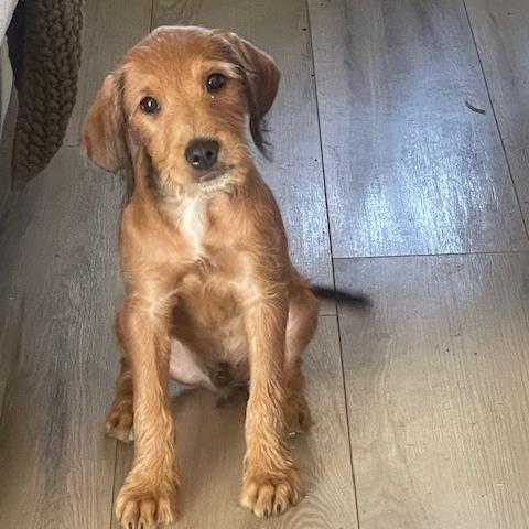 Enlarge Dobby, a Adoptable mixed breed in Dayton, OH image 1/1