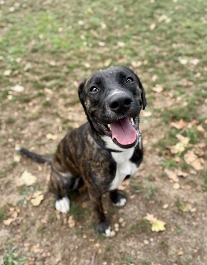 Marinara, ADOPTABLE, Adult Female Mixed Breed.