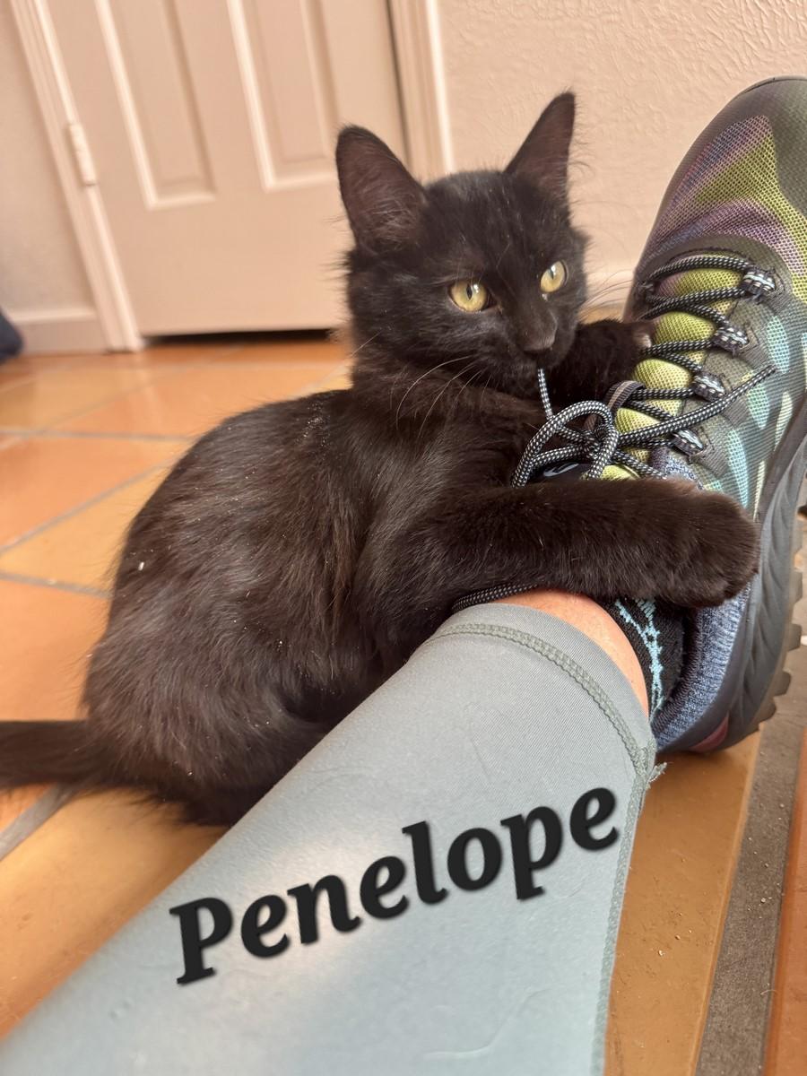 Penelope