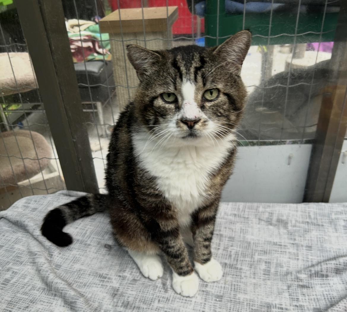 Atari, ADOPTABLE, Adult Male Domestic Short Hair.