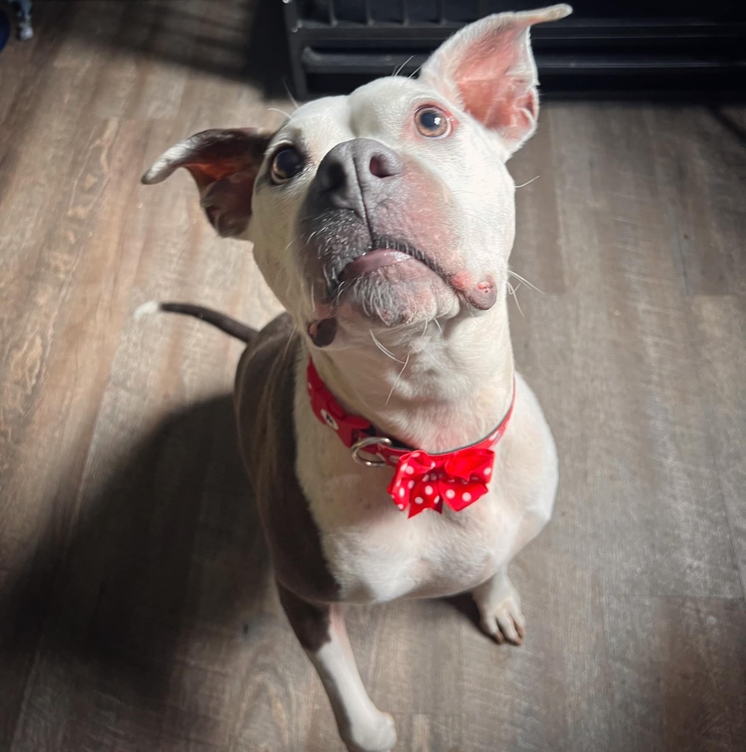 Gia, Adopted, Adult Female Pit Bull Terrier.