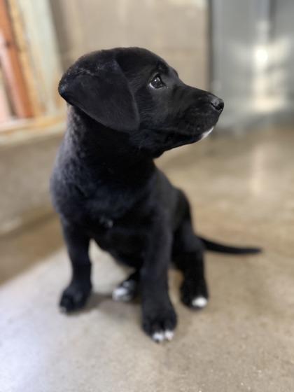 Gage, an adopted mixed breed in Bulverde, TX image 2/2