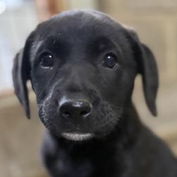 Gage, an adopted mixed breed in Bulverde, TX image 1/2