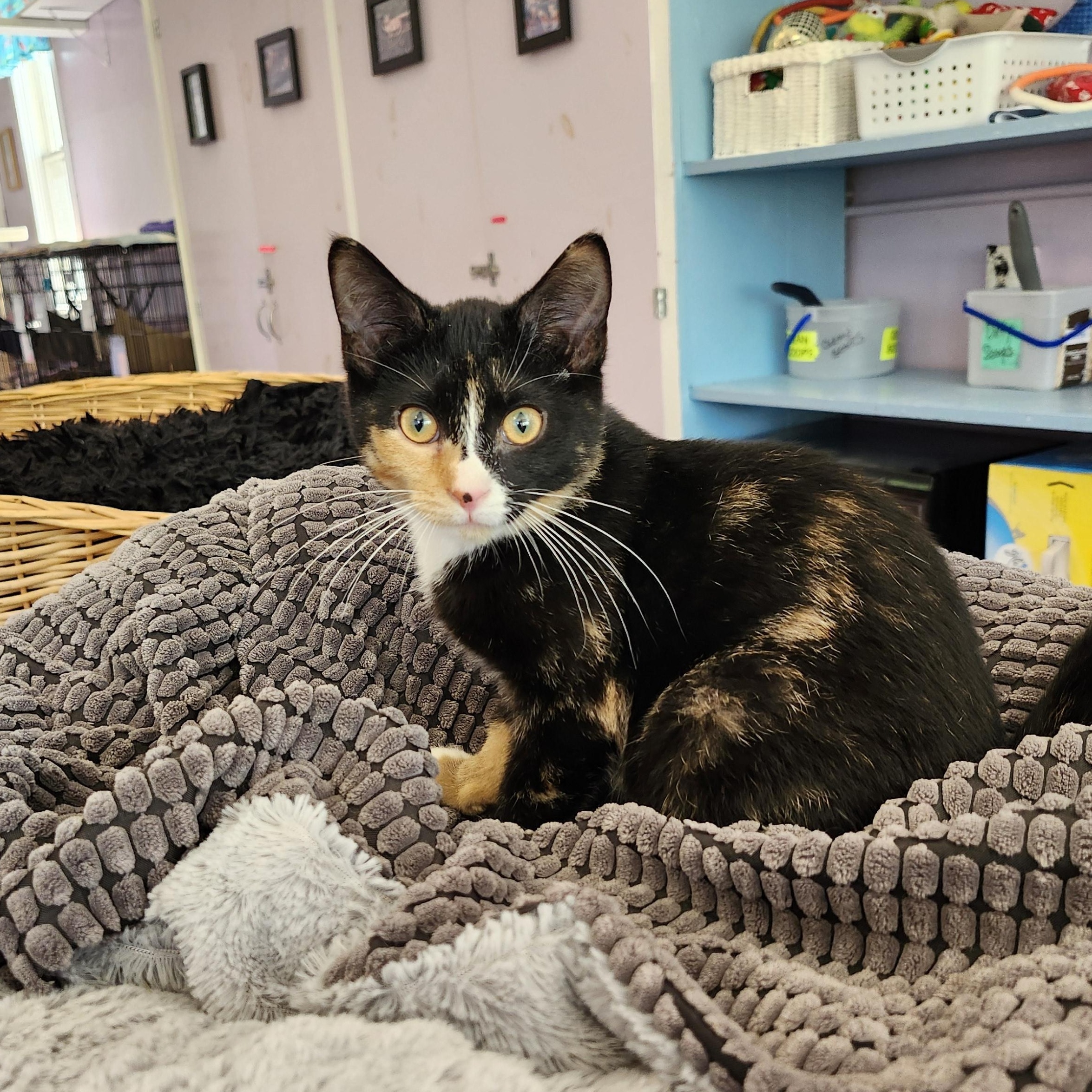 Kiki, an adoptable mixed breed in Wild Rose, WI image 2/5