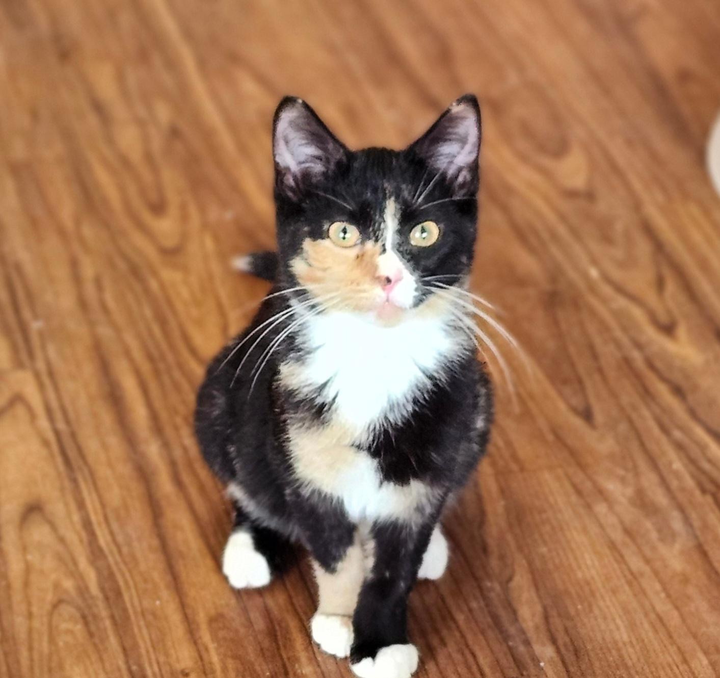 Kiki, an adoptable mixed breed in Wild Rose, WI image 1/5