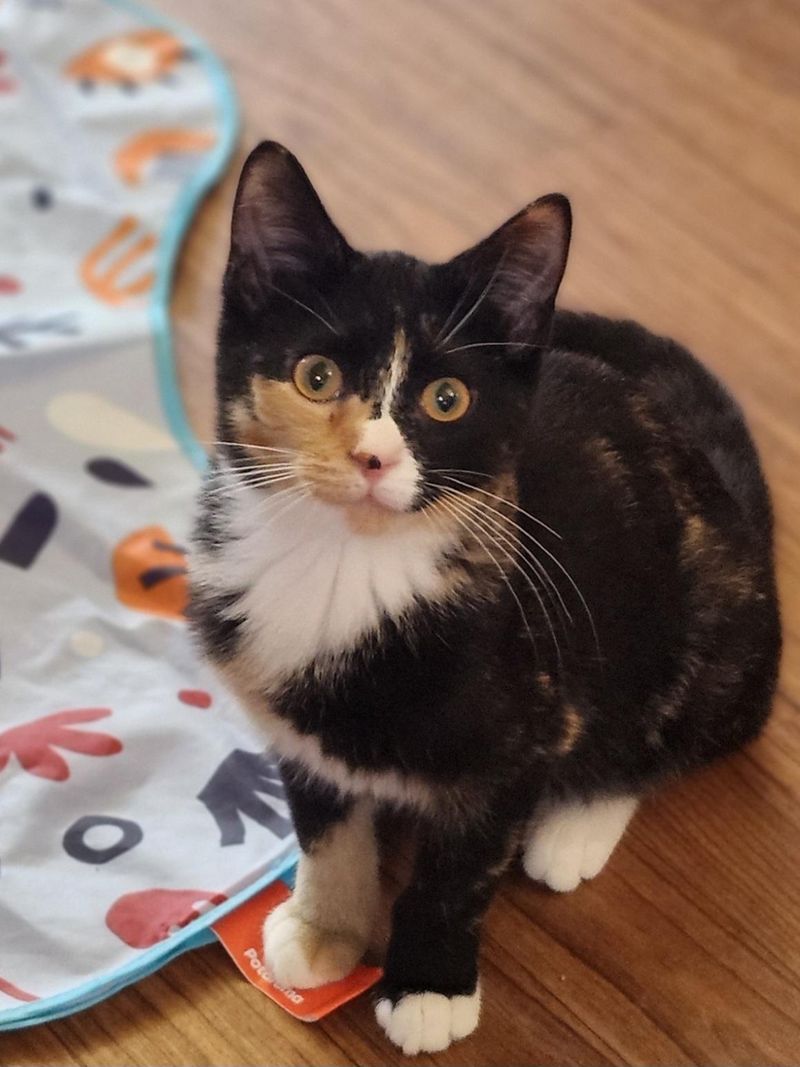 Kiki, an adoptable mixed breed in Wild Rose, WI image 3/5